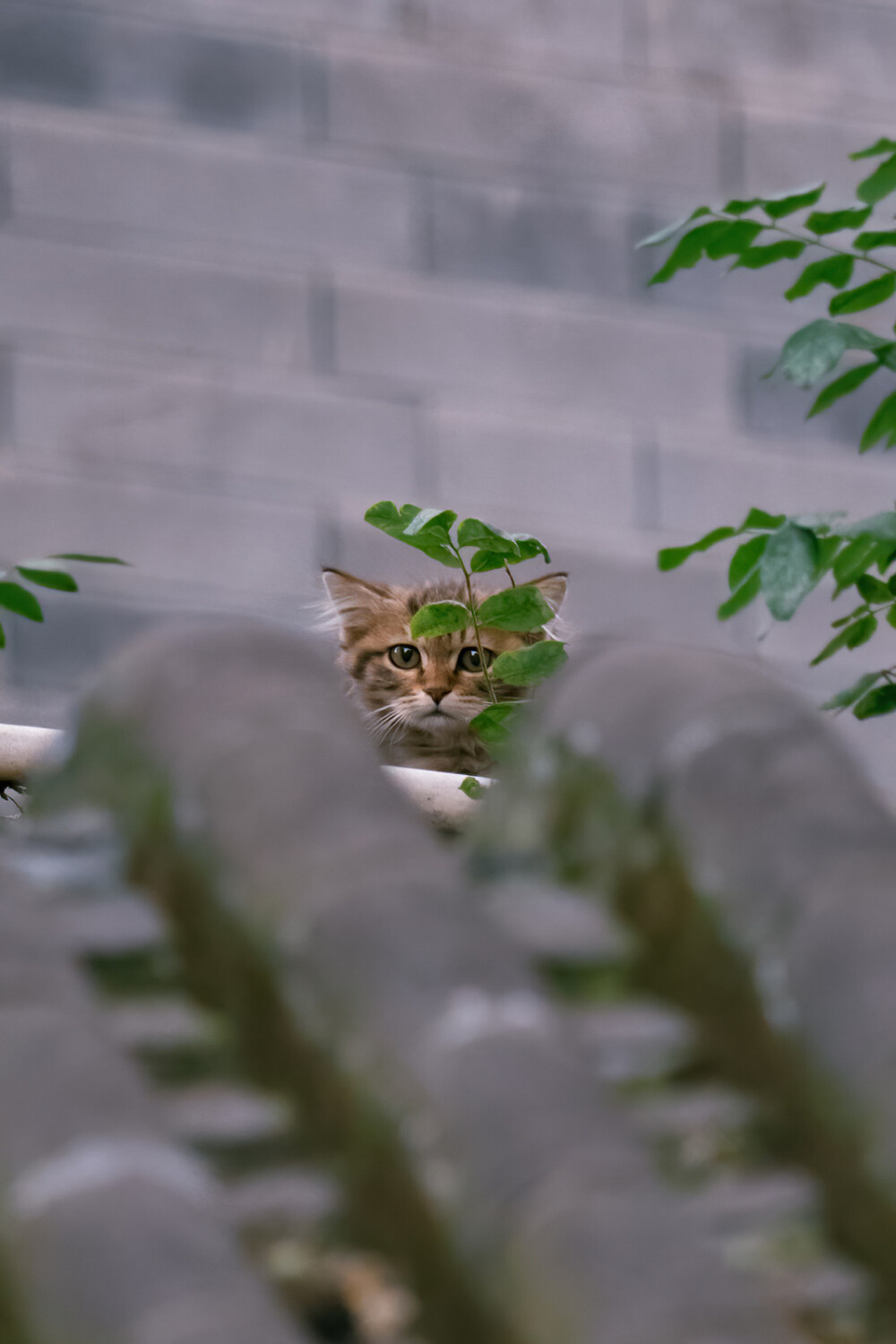 猫猫高清照片 手机壁纸头像