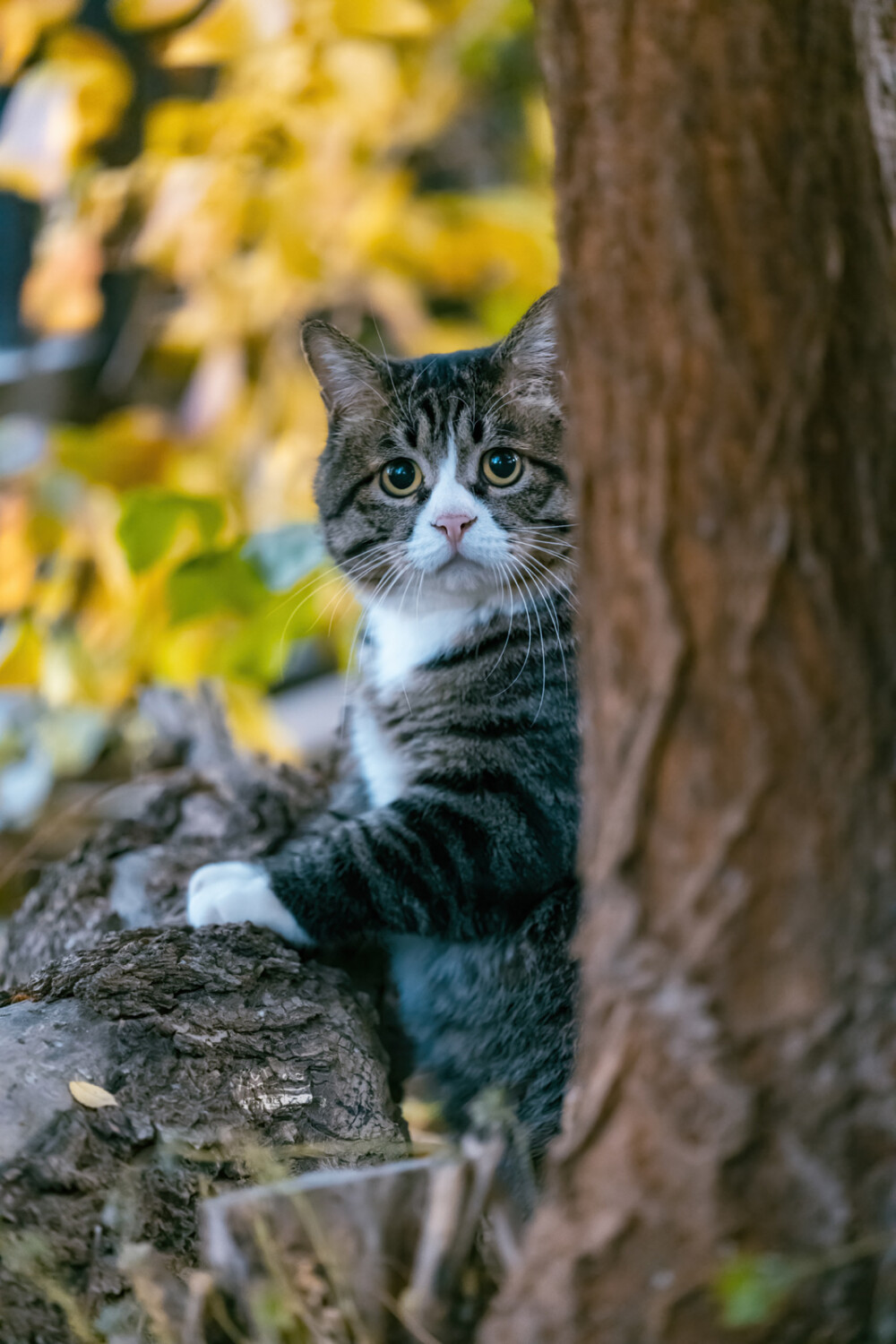 猫猫高清照片 手机壁纸头像