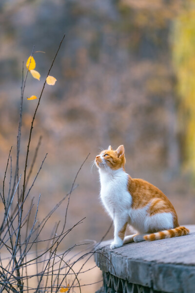 猫猫高清照片 手机壁纸头像