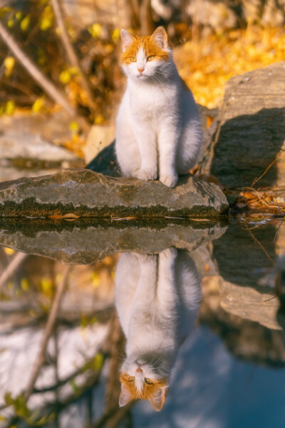 猫猫高清照片 手机壁纸头像