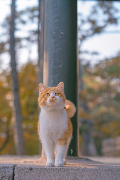 猫猫高清照片 手机壁纸头像