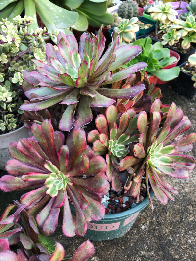逆袭的季节快要来了～
