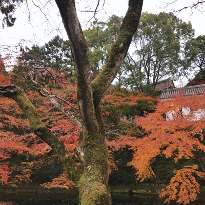 京都