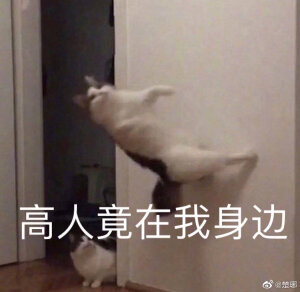 猫猫表情包QAQ