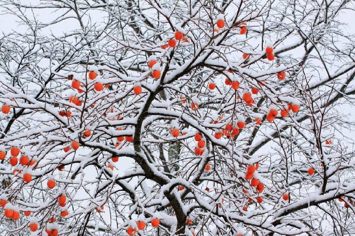 人间吹雪漫花