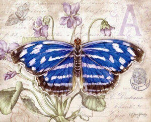 [cp]漂亮蝴蝶彩铅手绘

作者： Jane Shasky ​​​[/cp]