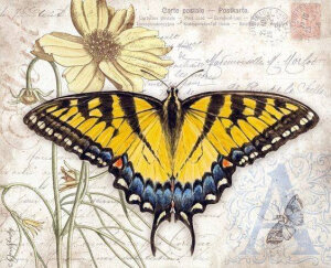 [cp]漂亮蝴蝶彩铅手绘

作者： Jane Shasky ​​​[/cp]