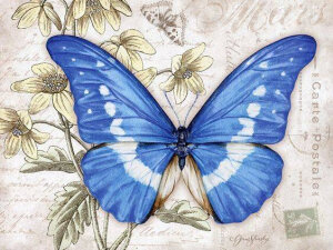 [cp]漂亮蝴蝶彩铅手绘

作者： Jane Shasky ​​​[/cp]