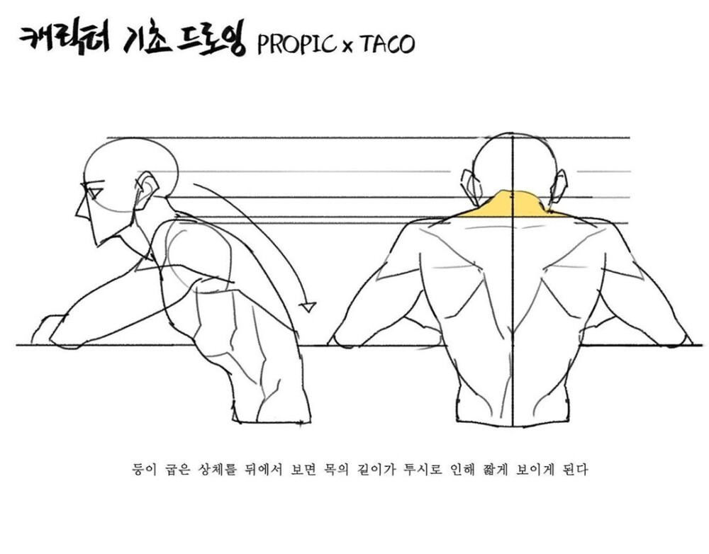 人体比例 教程
作者：타코작가 ​​​