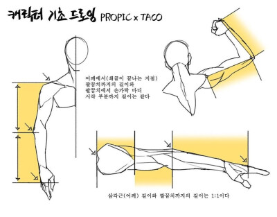 人体比例 教程
作者：타코작가 ​​​