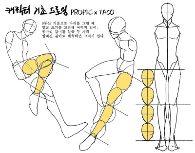 人体比例 教程
作者：타코작가 ​​​