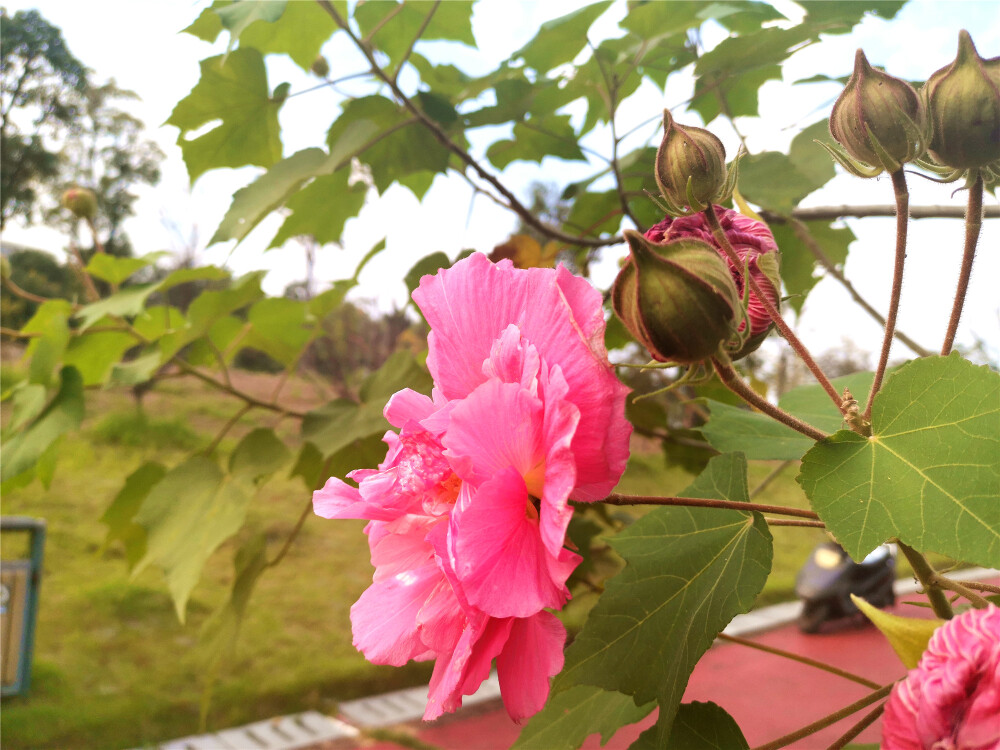 深秋時(shí)節(jié)，吉安古后河綠廊里的木芙蓉花競(jìng)相綻放。漫步在游步道上，淡淡清香撲面而來(lái)，嬌艷婀娜的花朵令人陶醉。遠(yuǎn)遠(yuǎn)望去，仿佛繽紛的云霞。微風(fēng)過(guò)處，花兒盡情搖曳，別有一番風(fēng)味。