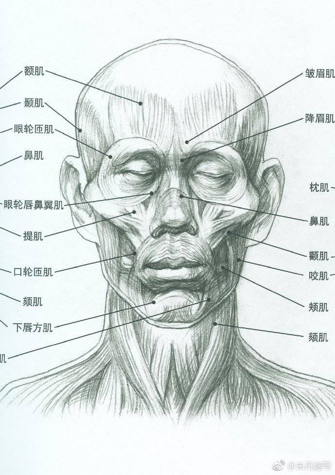 人头解析