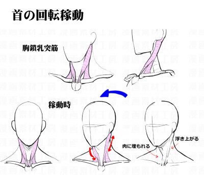 人物头部画法