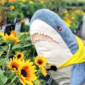 宜家网红小鲨鱼