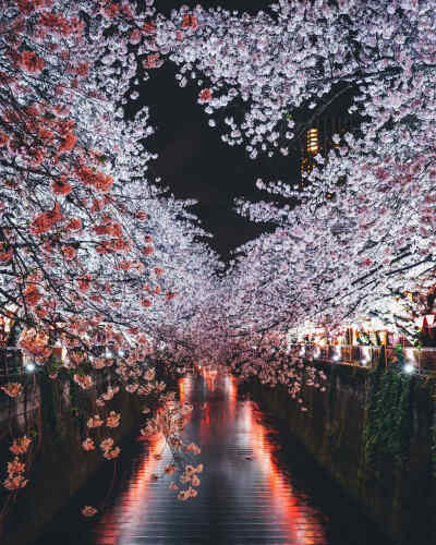 日本东京 Meguro River
photo: yako_flpr3
edit: Takashi Yasui