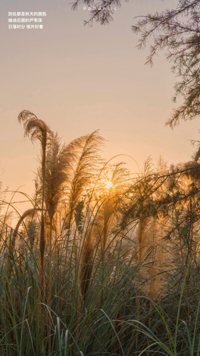 暖色调的秋天
©️Romantic百分百
