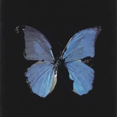 The Butterfly Emerged From the Cocoon //
Jisooe†