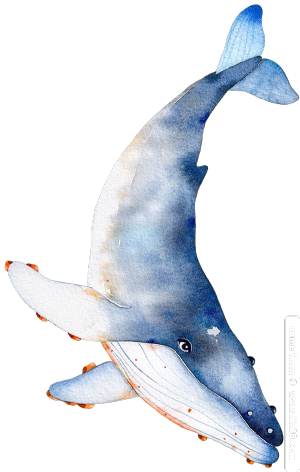 羽毛白鲸免抠素材