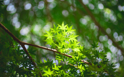 桌面壁纸 壁纸 电脑壁纸