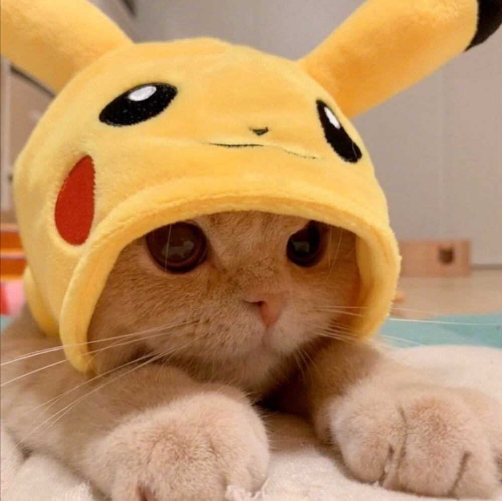 皮卡丘猫猫