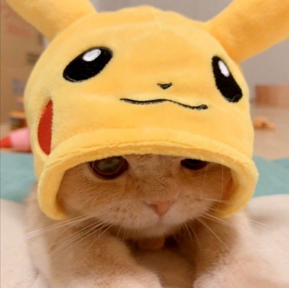 皮卡丘猫猫