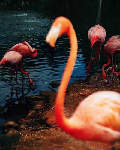 浓烈的色彩｜Peter Fisher ​​​