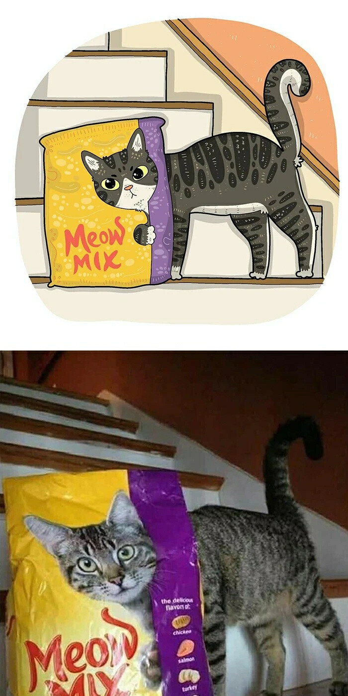 猫咪