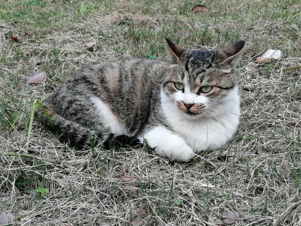 校宠 猫咪