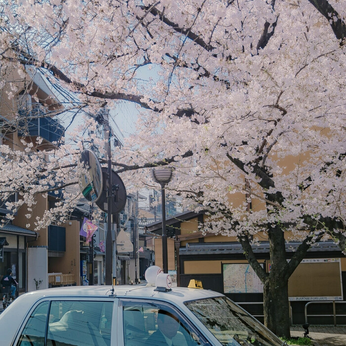 樱花