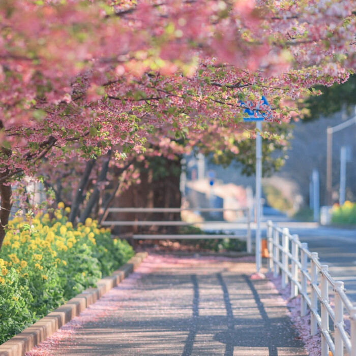 樱花