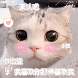 猫咪表情包