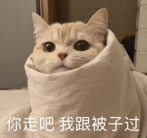 猫咪表情包