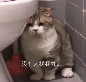 猫咪表情包