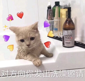 猫咪表情包