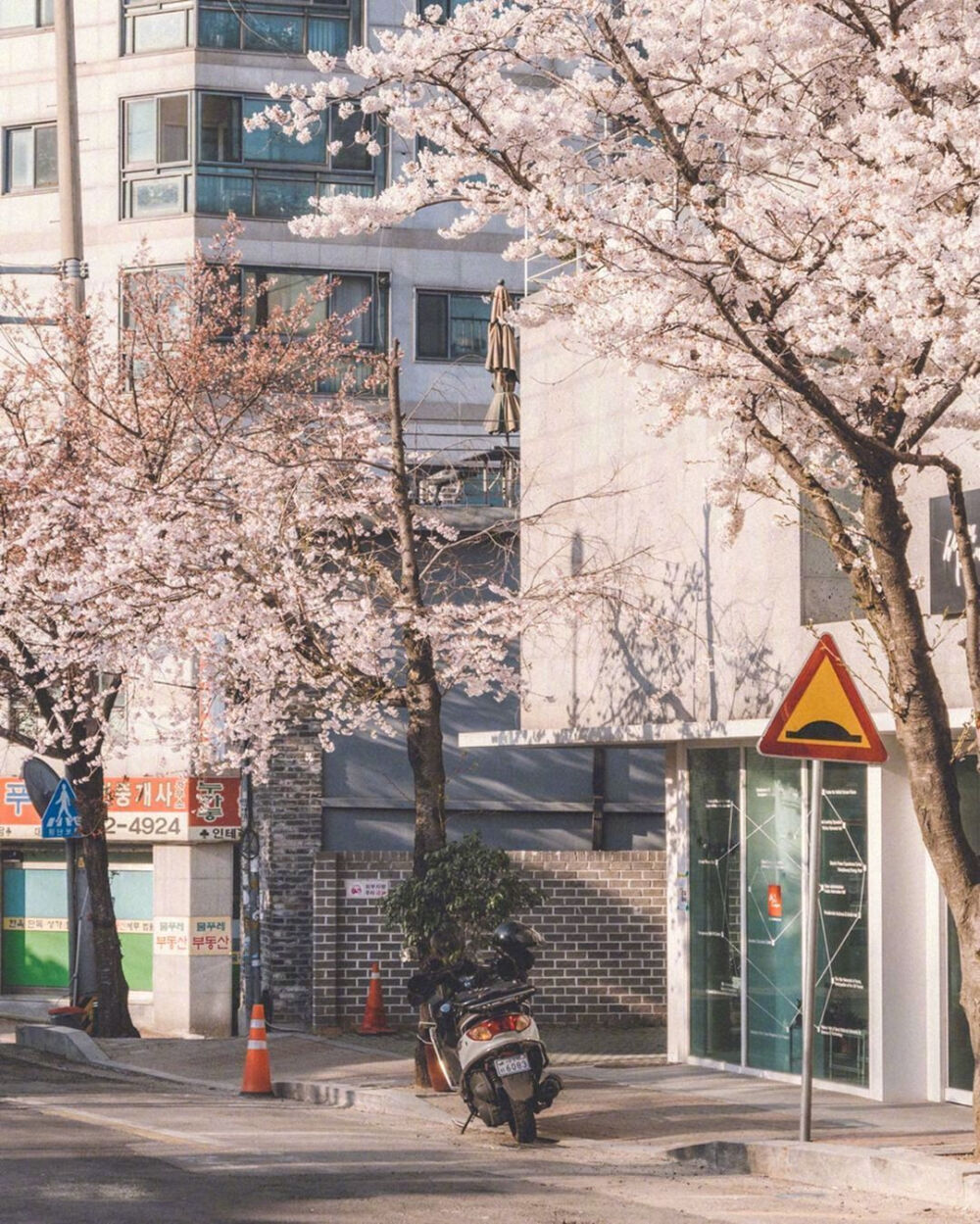 “我在春日里等你 樱花盛开 风和日丽” ​♡