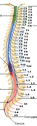脊神经和脊椎的关系