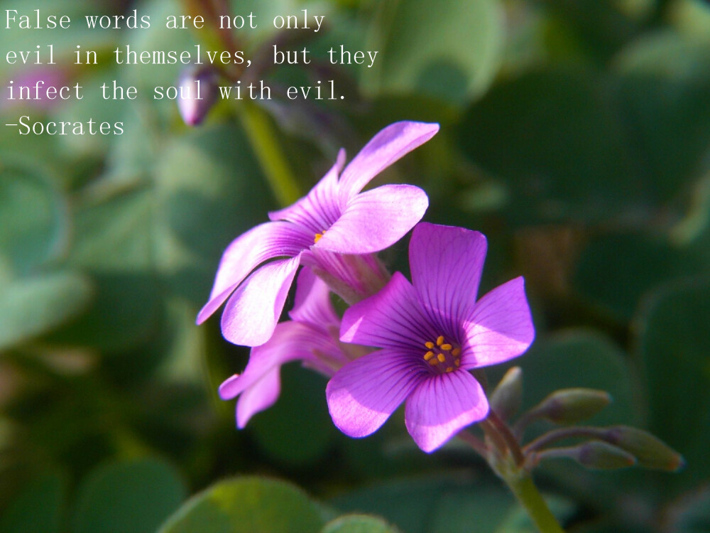 False words are not only evil in themselves, but they infect the soul with evil.
-Socrates 