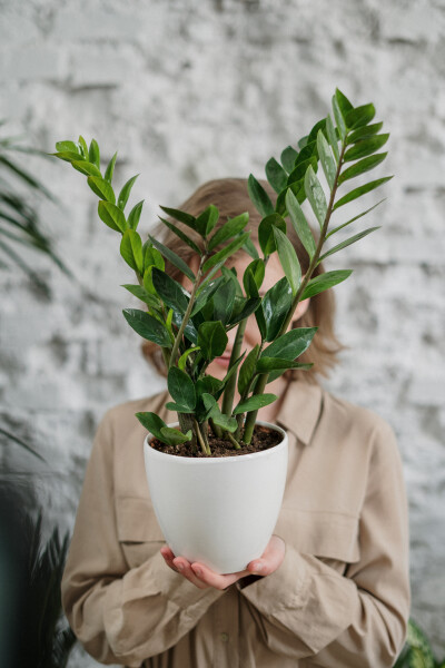 植物花卉