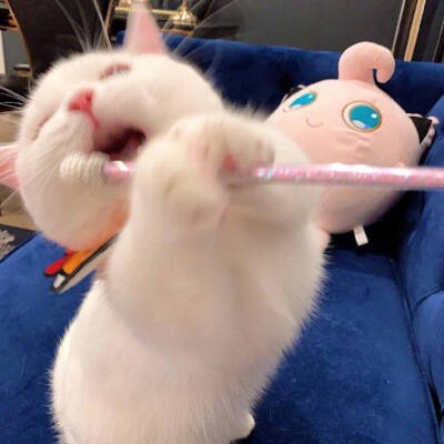 猫咪
