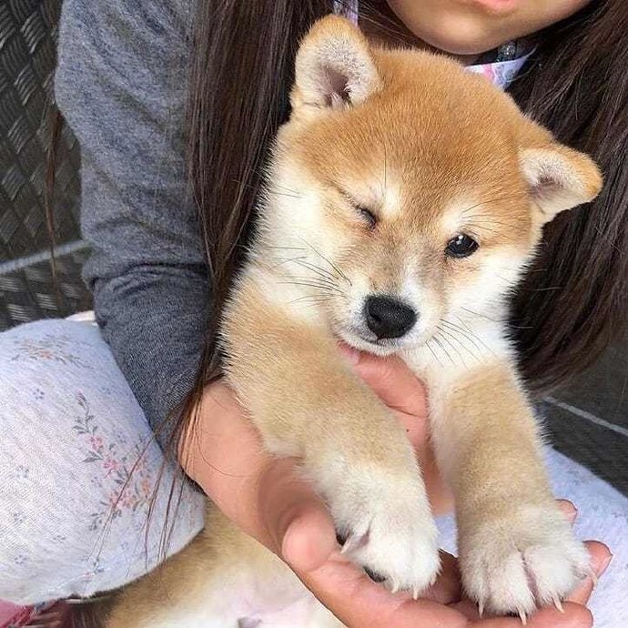 柴犬