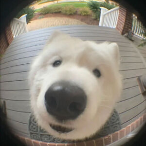 狗狗头像,沙雕头像搞笑头像