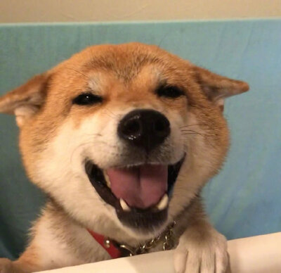 smiledog.jpg图片