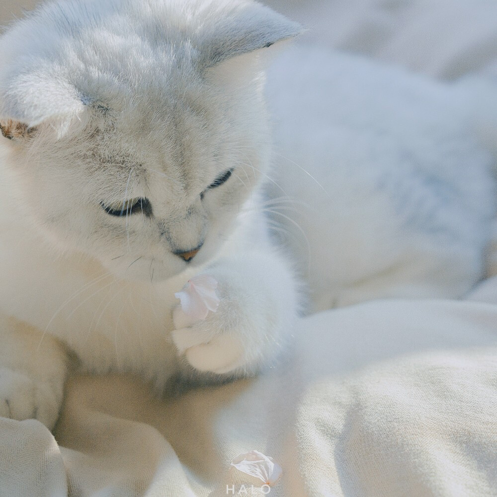  /
ᴹᵉᵉᵗ ˣⁱᵃᵒᵐᵉⁱʰᵃᵒ
遇见小美好
/