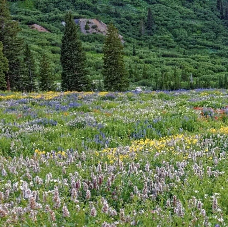 背景 文艺清新 鲜花