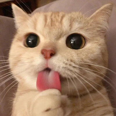 喵