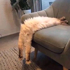 喵
