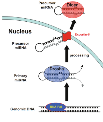 pri-miRNA and pre-miRNA