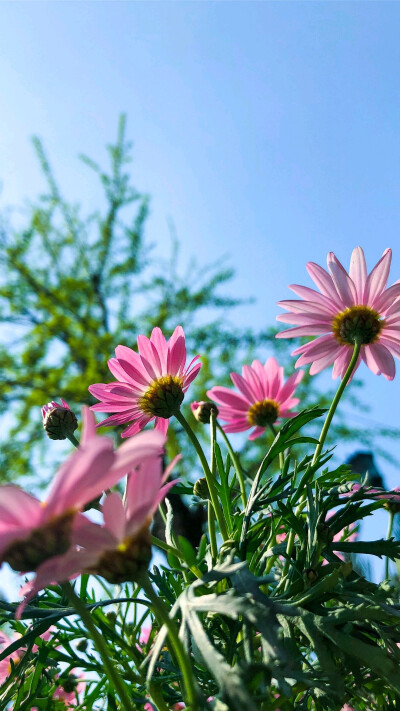 花 治愈植物 清新