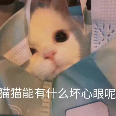 猫咪表情包 可爱